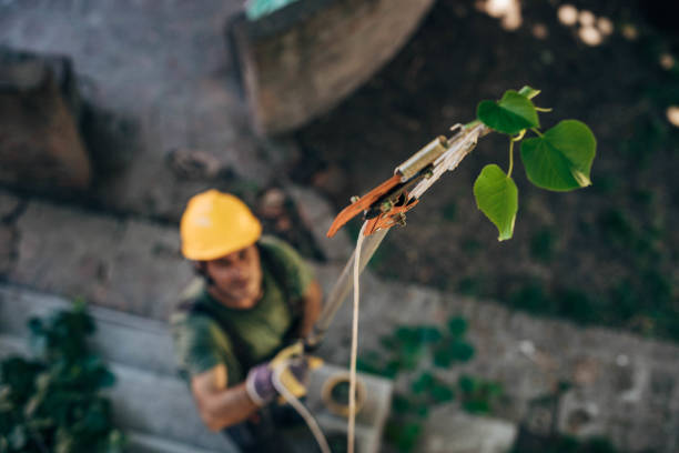 Best Storm Damage Tree Cleanup  in New Roads, LA