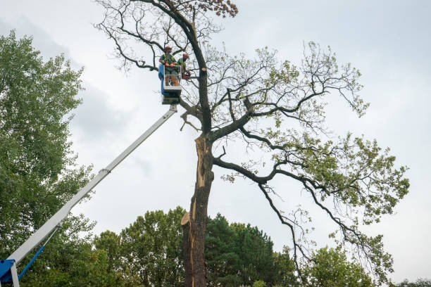 Best Tree Trimming and Pruning  in New Roads, LA