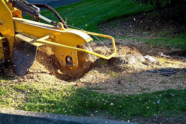 How Our Tree Care Process Works  in New Roads, LA